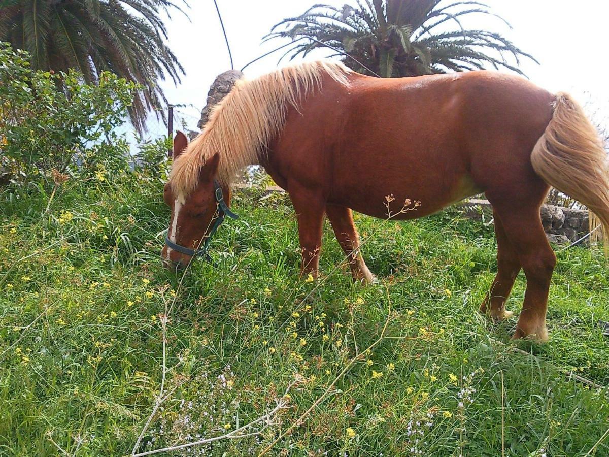 Azienda Agrituristica Le Terre Di San Leonardo Cetraro Dış mekan fotoğraf