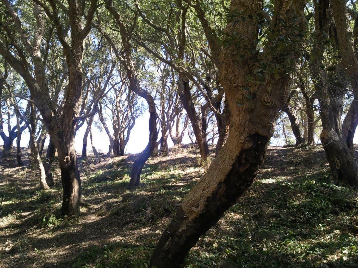 Azienda Agrituristica Le Terre Di San Leonardo Cetraro Dış mekan fotoğraf